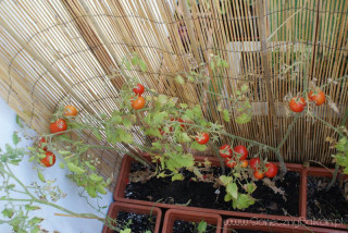 2012-08-07 pomidorki koktajlowe już czerwone