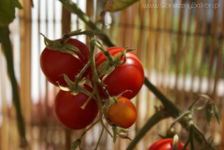 2012-08-07 pomidorki koktajlowe już czerwone