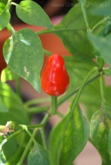 2012-09-25 pierwsza czerwona pimenta :)