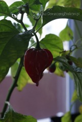 2012-10-29 chili red habanero