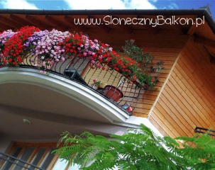 Słoneczny balkon w kwiatach
