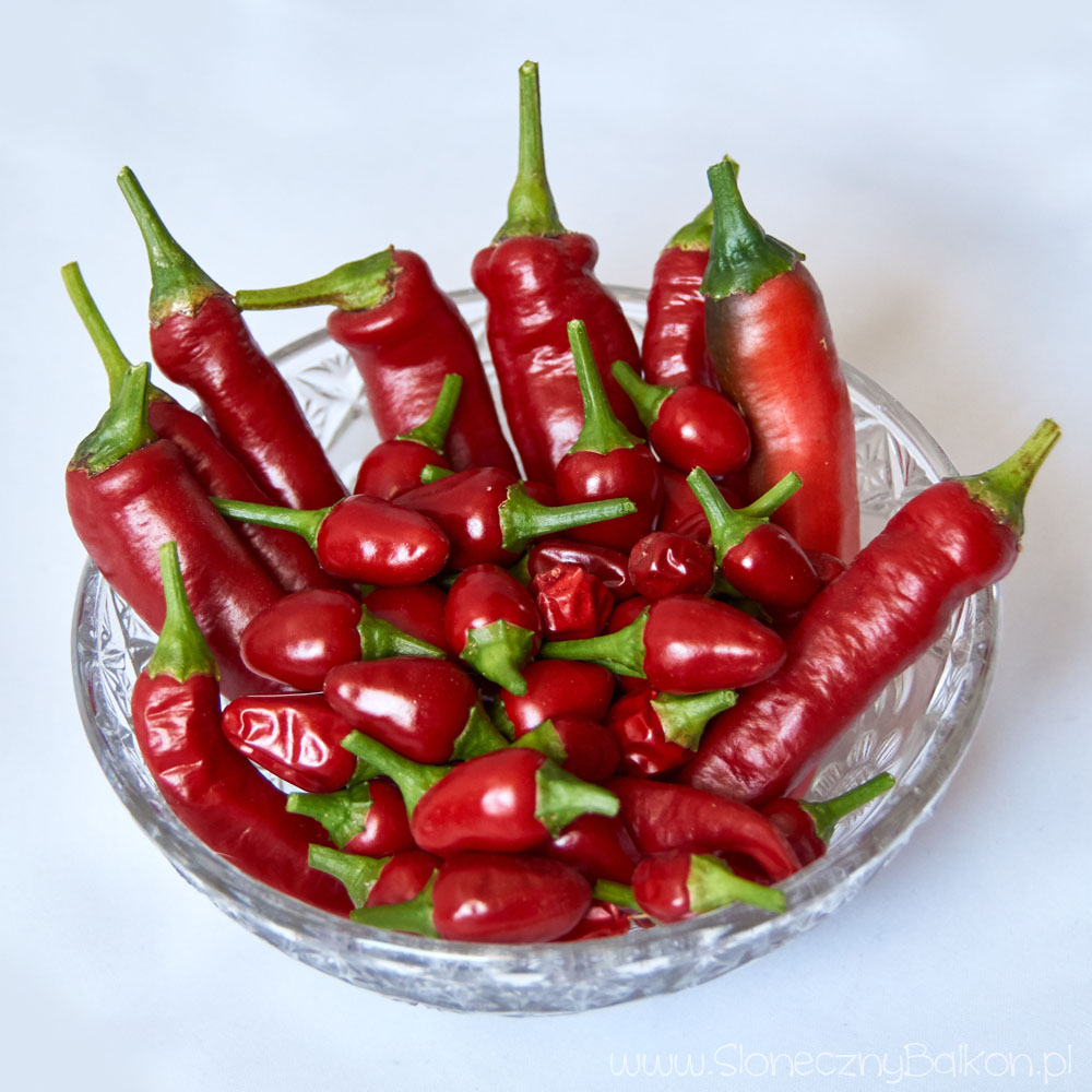 Pozyskiwanie nasion z papryczek chili