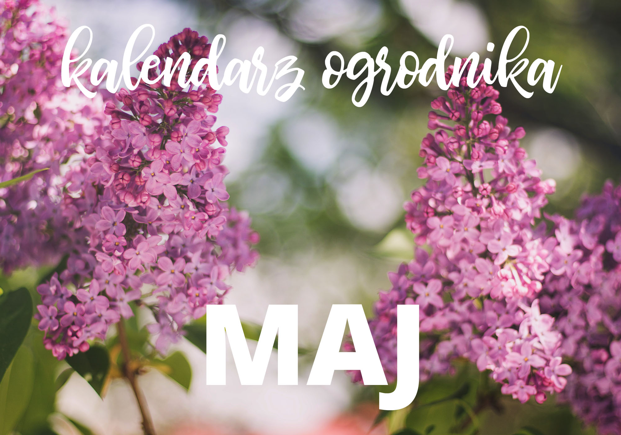 Kalendarz ogrodnika – maj