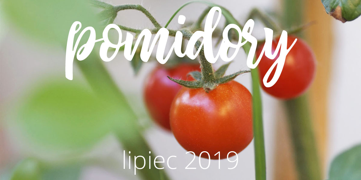 Moje pomidory – lipiec 2019