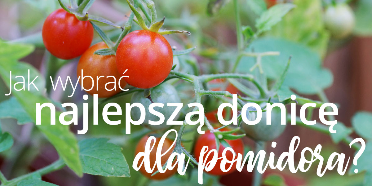 Jak wybrać najlepszą donicę dla pomidora?