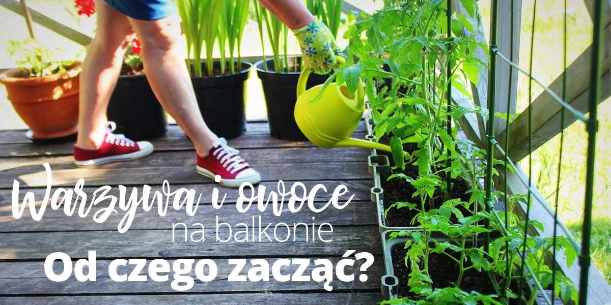 Warzywa i owoce na balkonie – od czego zacząć?