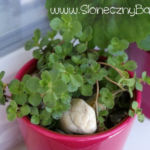 2012-05-19 rozchodnik kaukaski superbum 2012-05-19 rozchodnik kaukaski superbum