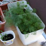 2012-05-19 koperek 2012-05-19 koperek