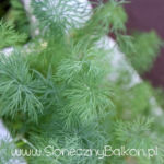 2012-05-19 koperek 2012-05-19 koperek