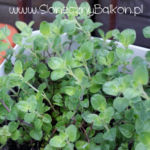 2012-05-19 oregano 2012-05-19 oregano