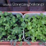 2012-05-19 oregano i pietruszka 2012-05-19 oregano i pietruszka