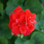 2012-05-19 pelargonia 2012-05-19 pelargonia