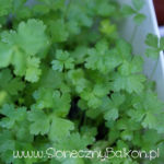 2012-05-19 pietruszka 2012-05-19 pietruszka