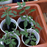 2012-05-19 pomidorki koktajlowe 2012-05-19 pomidorki koktajlowe