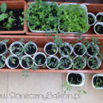 2012-05-19 pomidorki koktajlowe 2012-05-19 pomidorki koktajlowe