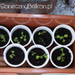 2012-05-19 roszponka 2012-05-19 roszponka