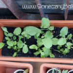 2012-05-19 rzodkiewka i rukola 2012-05-19 rzodkiewka i rukola