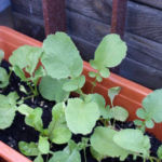 2012-05-19 rzodkiewka i rukola 2012-05-19 rzodkiewka i rukola