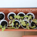 2012-05-19 sałaty 2012-05-19 sałaty