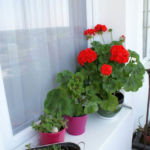 2012-05-19 słoneczy parapet 2012-05-19 słoneczy parapet