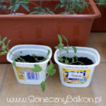 2012-05-19 szałwia 2012-05-19 szałwia