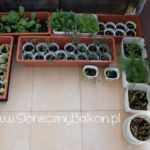 2012-05-19 rozsada wystawiona na zewnątrz 2012-05-19 rozsada wystawiona na zewnątrz