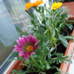 2012-05-21 gazanie 2012-05-21 gazanie