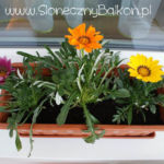 2012-05-21 gazanie 2012-05-21 gazanie