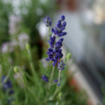 2012-05-21 lawenda 2012-05-21 lawenda