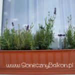 2012-05-21 lawenda i tymianek 2012-05-21 lawenda i tymianek