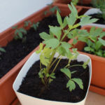 2012-05-21 lubczyk 2012-05-21 lubczyk