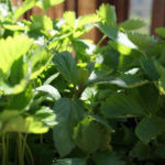 2012-05-21 mięta wśród poziomek 2012-05-21 mięta wśród poziomek