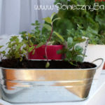 2012-05-21 melisa i mięta 2012-05-21 melisa i mięta