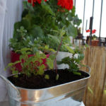 2012-05-21 słoneczny parapet 2012-05-21 słoneczny parapet