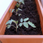 2012-05-21 pomidorki koktajlowe 2012-05-21 pomidorki koktajlowe