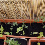 2012-05-21 pomidorki koktajlowe i sałaty 2012-05-21 pomidorki koktajlowe i sałaty