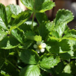 2012-05-21 poziomki 2012-05-21 poziomki