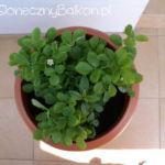 2012-05-21 poziomki i mięta 2012-05-21 poziomki i mięta