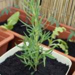 2012-05-21 rozmaryn 2012-05-21 rozmaryn