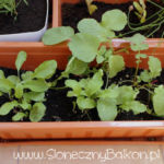 2012-05-21 rzodkiewki i rukola 2012-05-21 rzodkiewki i rukola