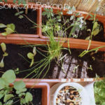 2012-05-21 sałaty i szczypiorek 2012-05-21 sałaty i szczypiorek