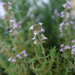 2012-05-21 tymianek 2012-05-21 tymianek