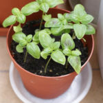 2012-06-07 bazylia 2012-06-07 bazylia