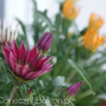 2012-06-07 gazanie 2012-06-07 gazanie