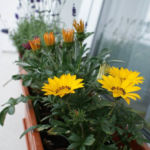 2012-06-07 gazanie 2012-06-07 gazanie