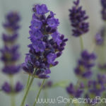 2012-06-07 lawenda 2012-06-07 lawenda