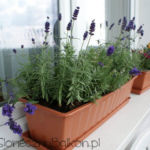 2012-06-07 lawenda i tymianek 2012-06-07 lawenda i tymianek