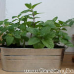 2012-06-07 mięty i melisa 2012-06-07 mięty i melisa