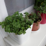 2012-06-07 oregano 2012-06-07 oregano