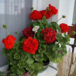 2012-06-07 pelargonie 2012-06-07 pelargonie